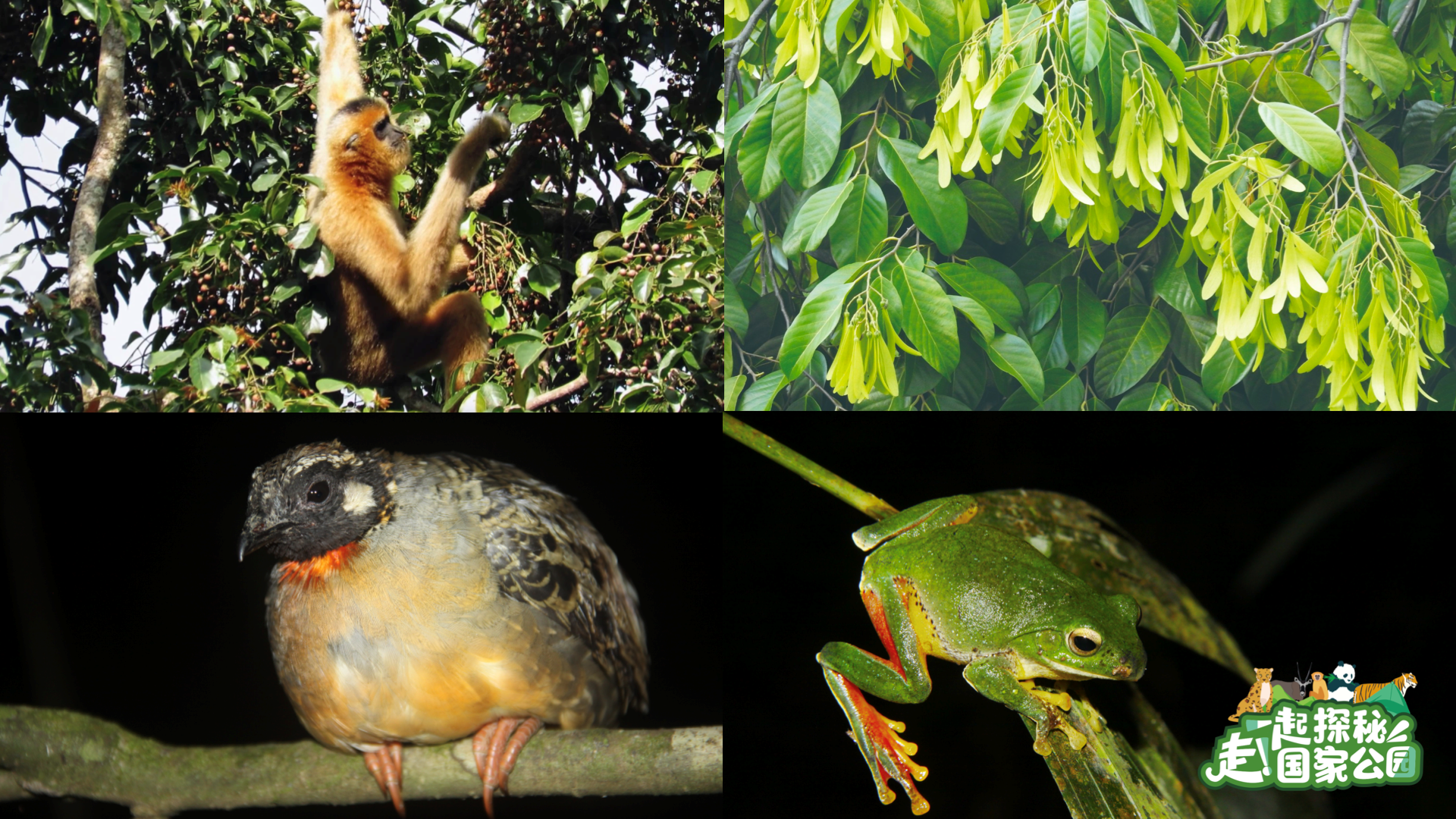 
中国中医科学院广安门医院黄牛代挂号电话票贩子号贩子网上预约挂号,住院检查加快,走！一起探秘国家公园｜雨林万物生