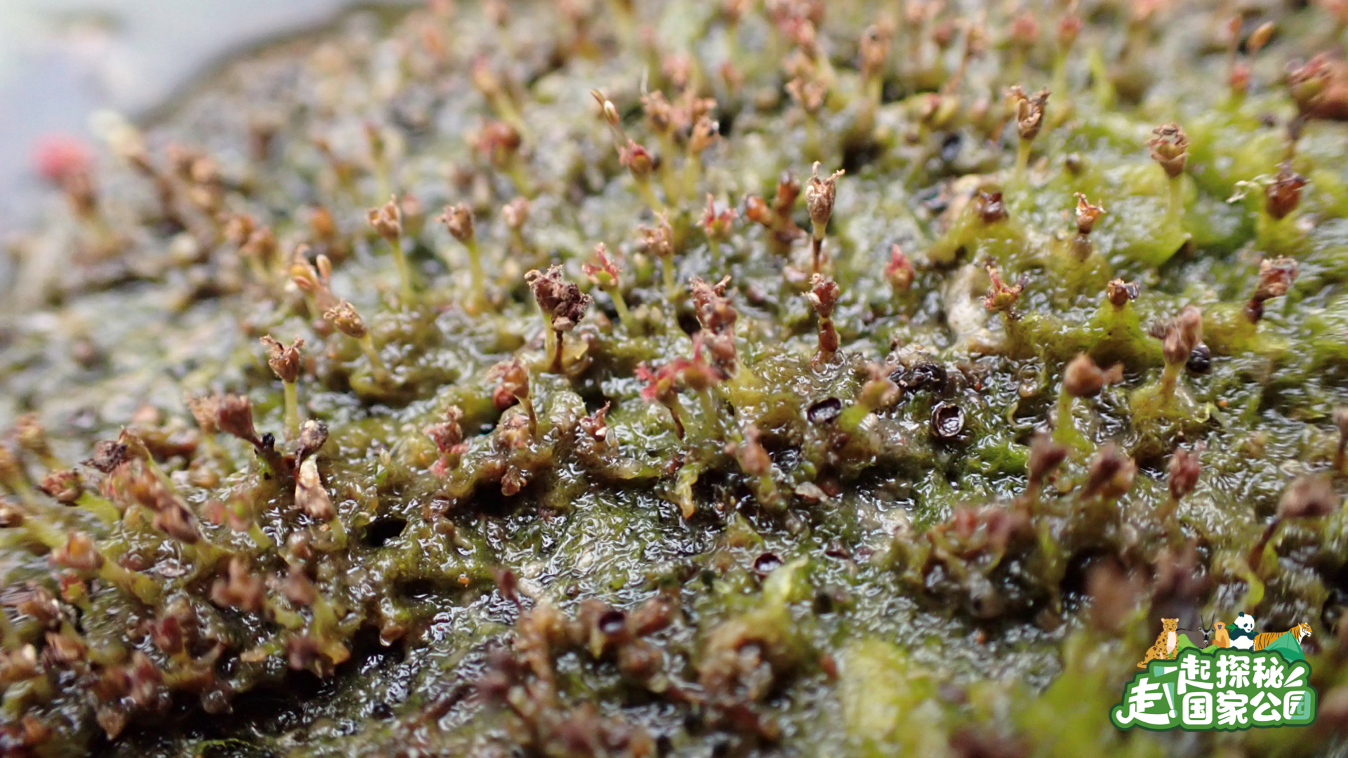 
中国中医科学院广安门医院黄牛代挂号电话票贩子号贩子网上预约挂号,住院检查加快,走！一起探秘国家公园｜雨林万物生