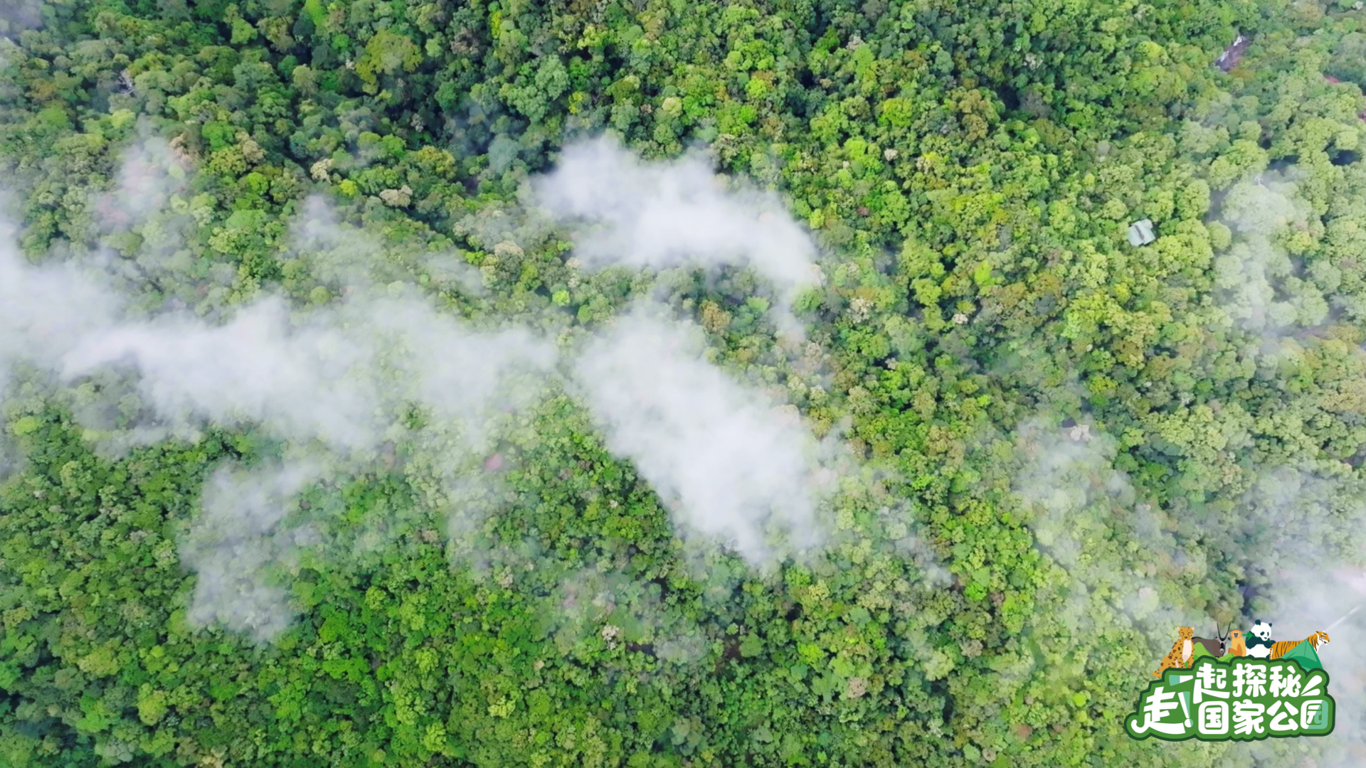 
中国中医科学院广安门医院黄牛代挂号电话票贩子号贩子网上预约挂号,住院检查加快,走！一起探秘国家公园｜雨林万物生