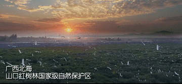 
上海肿瘤医院黄牛代挂号电话票贩子号贩子网上预约挂号,住院检查加快,100秒！带你打卡祖国红树林美景