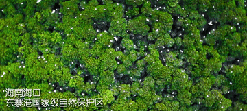 
上海肿瘤医院黄牛代挂号电话票贩子号贩子网上预约挂号,住院检查加快,100秒！带你打卡祖国红树林美景