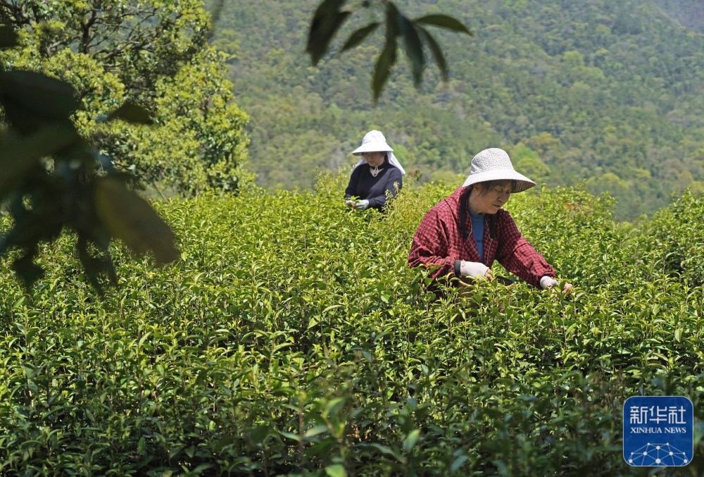 
上海眼耳鼻喉科医院黄牛代挂号电话票贩子号贩子网上预约挂号,住院检查加快,四季中国｜港背村的“新田园梦”