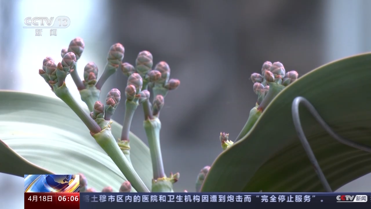 
北京儿童医院黄牛代挂号电话票贩子号贩子网上预约挂号,住院检查加快,我国首个国家植物园设立一周年 植物保护收集取得新进展