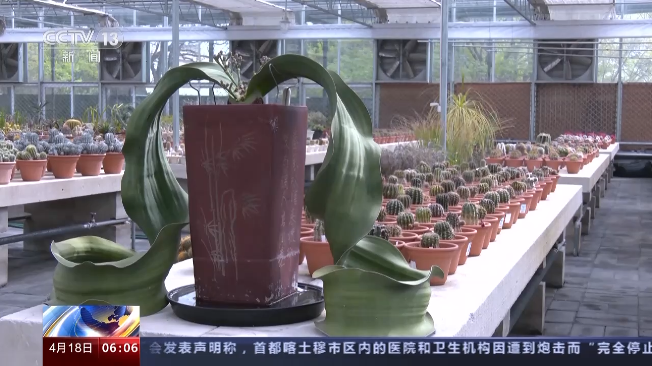 
北京儿童医院黄牛代挂号电话票贩子号贩子网上预约挂号,住院检查加快,我国首个国家植物园设立一周年 植物保护收集取得新进展