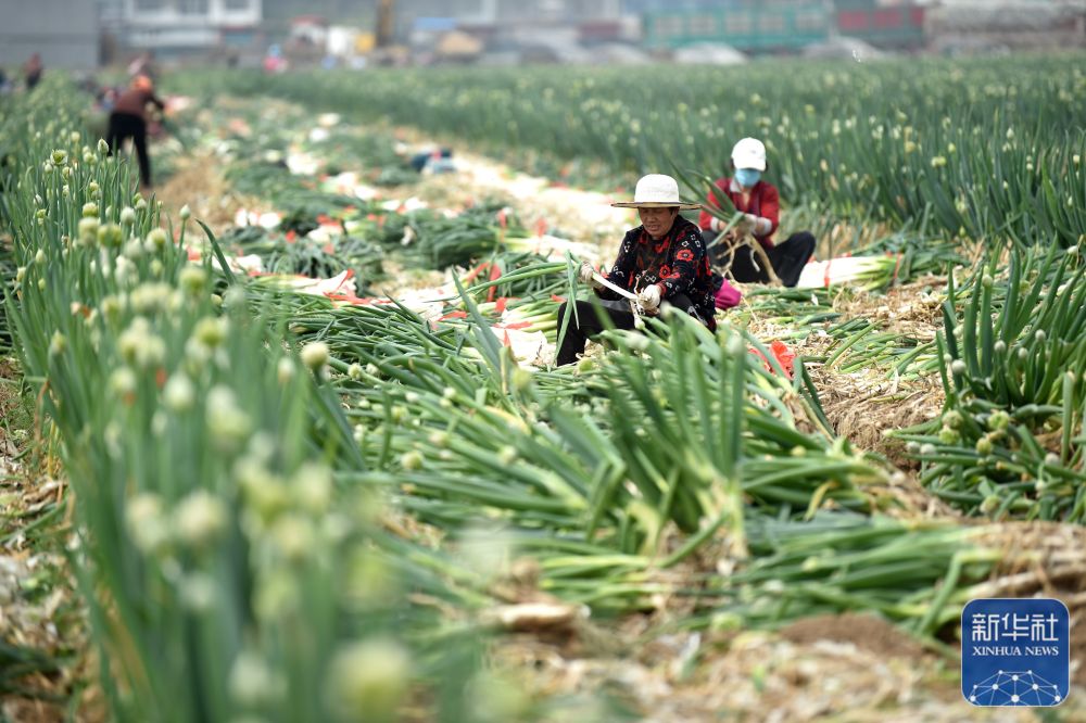 
上海精神卫生中心黄牛代挂号电话票贩子号贩子网上预约挂号,住院检查加快,春光好 农事忙