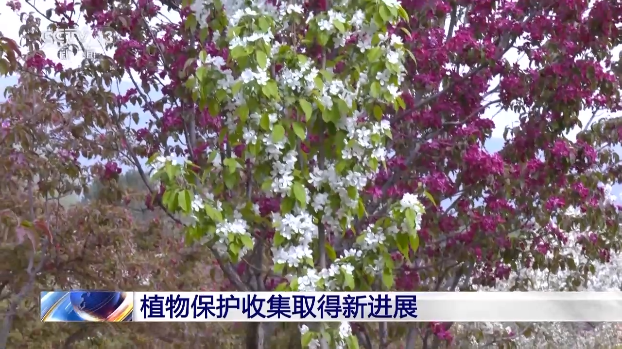 
北京儿童医院黄牛代挂号电话票贩子号贩子网上预约挂号,住院检查加快,我国首个国家植物园设立一周年 植物保护收集取得新进展