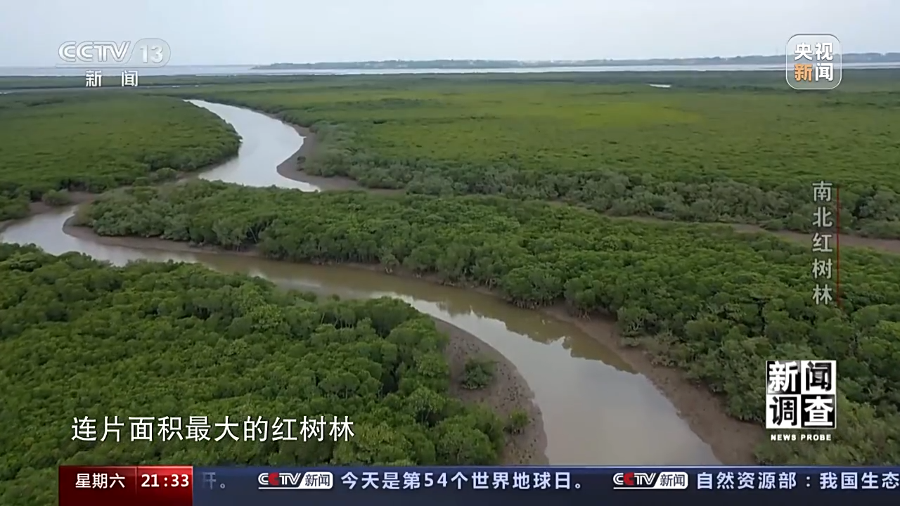 
杭州市人民医院黄牛代挂号电话票贩子号贩子网上预约挂号,住院检查加快,新闻调查丨渔民心中的“港湾银行” 红树林守护一片绿水青山
