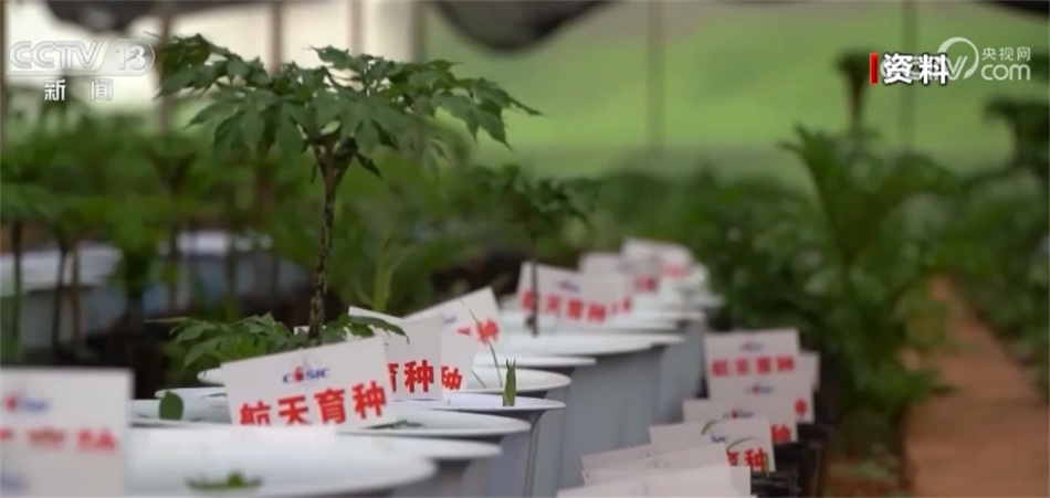 
上海各大医院黄牛代挂号电话票贩子号贩子网上预约挂号,住院检查加快,中国航天育种科研持续推进 助力产业发展