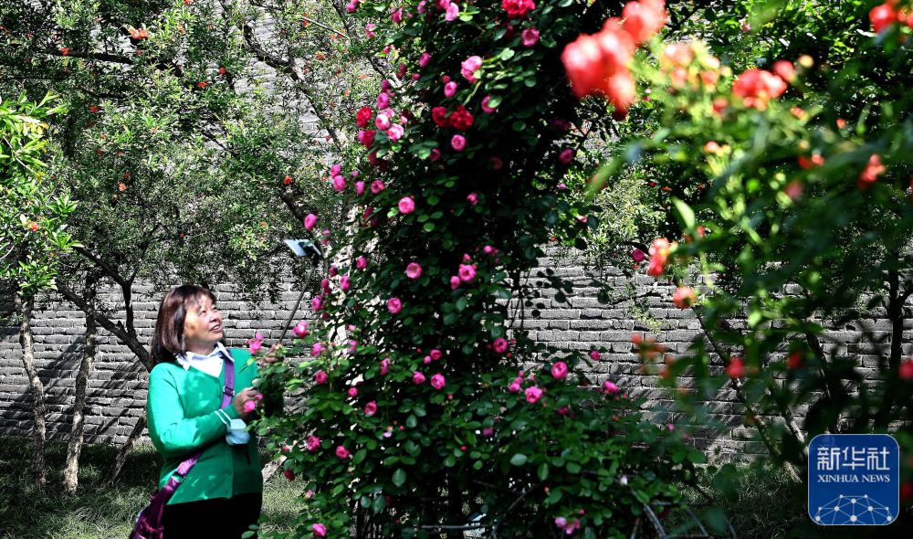 
北京天坛医院黄牛代挂号电话票贩子号贩子网上预约挂号,住院检查加快,春满西安明城墙