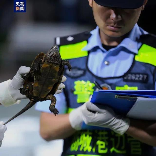 
长沙各大医院黄牛代挂号电话票贩子号贩子网上预约挂号,住院检查加快,广西防城港民警查获68只国家二级保护动物鹰嘴龟