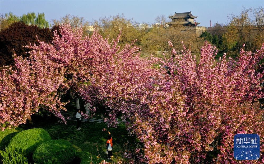 
成都华西医院黄牛代挂号电话票贩子号贩子网上预约挂号,住院检查加快,西安：城墙下 春花开