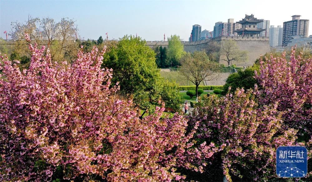 
成都华西医院黄牛代挂号电话票贩子号贩子网上预约挂号,住院检查加快,西安：城墙下 春花开