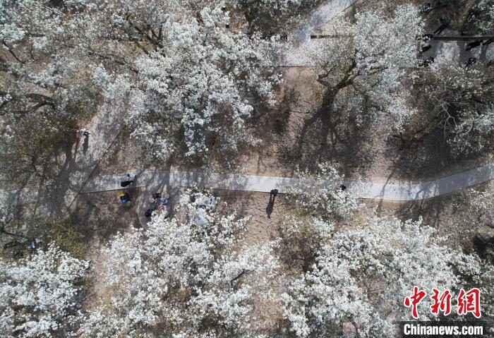 
北医三院黄牛代挂号电话票贩子号贩子网上预约挂号,住院检查加快,宁夏中卫：梨花飘香黄河岸