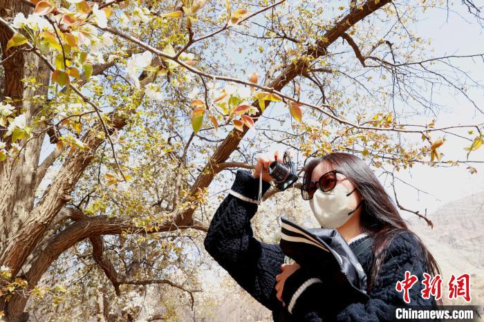 
北医三院黄牛代挂号电话票贩子号贩子网上预约挂号,住院检查加快,宁夏中卫：梨花飘香黄河岸