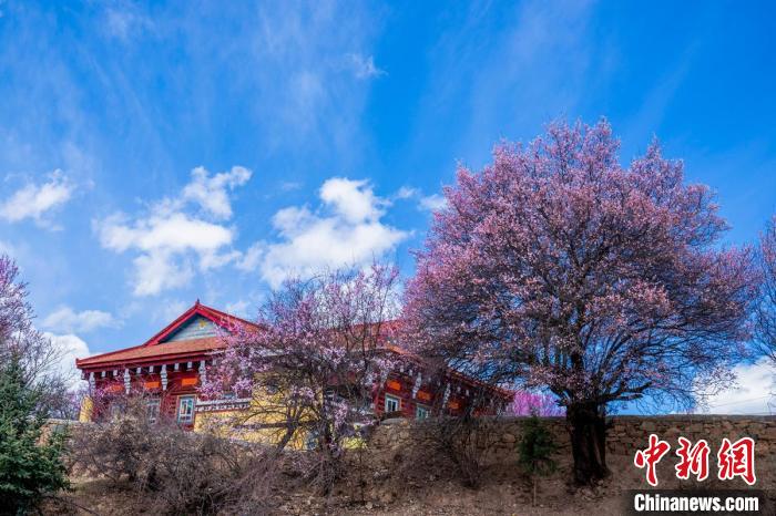 
北医六院黄牛代挂号电话票贩子号贩子网上预约挂号,住院检查加快,四川高原小城杏花桃花竞相开放 乡村美如画
