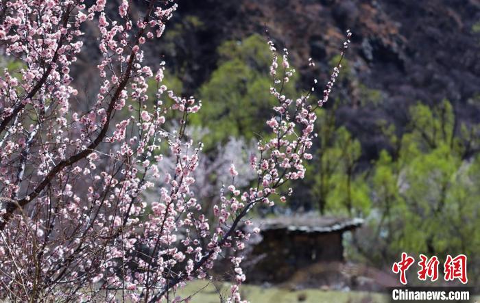 
北医六院黄牛代挂号电话票贩子号贩子网上预约挂号,住院检查加快,四川高原小城杏花桃花竞相开放 乡村美如画