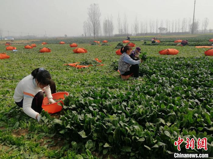 
北京协和医院黄牛代挂号电话票贩子号贩子网上预约挂号,住院检查加快,山东发展特色种植业 种出致富好“钱”景