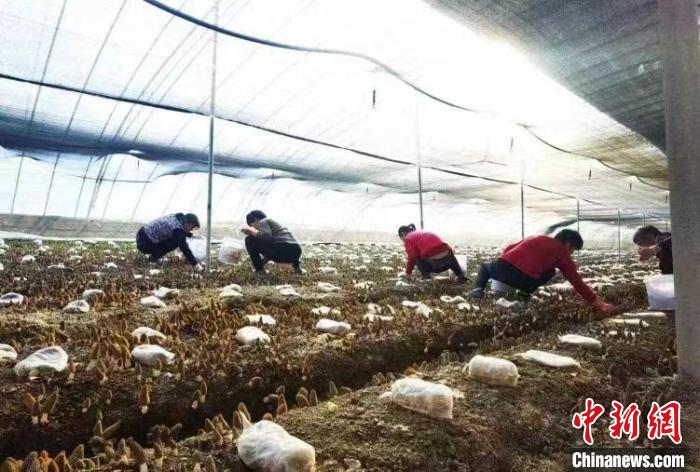 
北京协和医院黄牛代挂号电话票贩子号贩子网上预约挂号,住院检查加快,山东发展特色种植业 种出致富好“钱”景