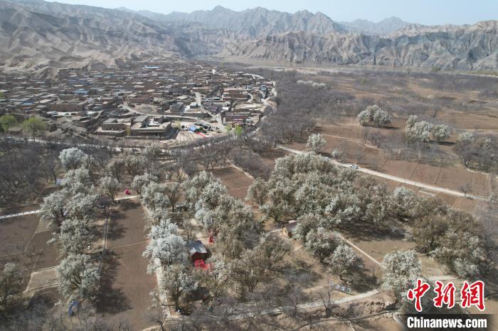 
北医三院黄牛代挂号电话票贩子号贩子网上预约挂号,住院检查加快,宁夏中卫：梨花飘香黄河岸