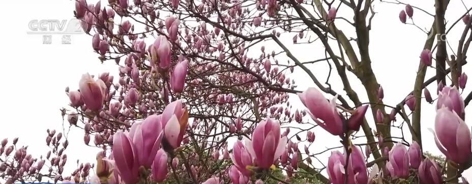 
广东省中医院黄牛代挂号电话票贩子号贩子网上预约挂号,住院检查加快,阳春四月百花美 踏青赏花正当时