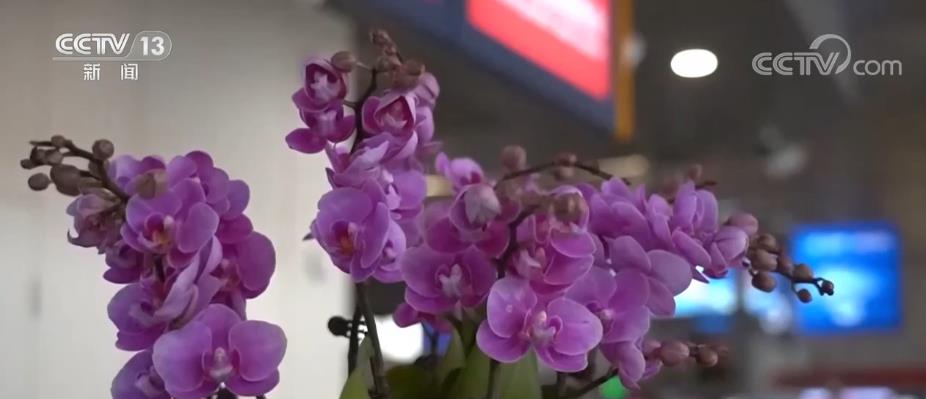 
上海儿科医院黄牛代挂号电话票贩子号贩子网上预约挂号,住院检查加快,消博会实现百分之百绿色电力 5G及千兆WiFi网络全域覆盖