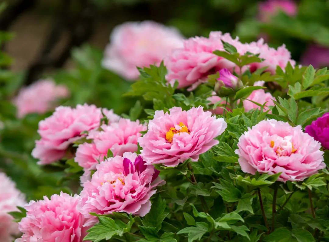 
重庆儿童医院黄牛代挂号电话票贩子号贩子网上预约挂号,住院检查加快,旅游专列来啦！你最想坐上哪一趟