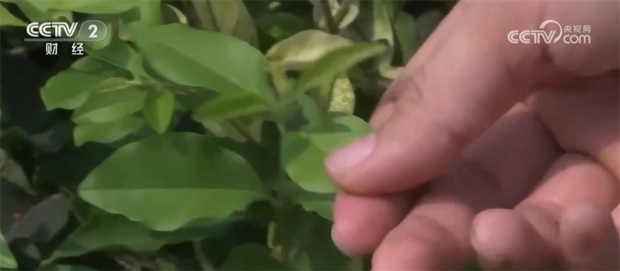 
北京301医院黄牛代挂号电话票贩子号贩子网上预约挂号,住院检查加快,“以钢炼钢”节能减排 四川泸州钢铁企业加快转型