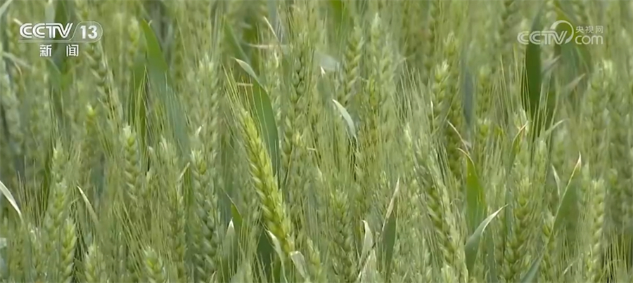 
上海肺科医院黄牛代挂号电话票贩子号贩子网上预约挂号,住院检查加快,全力保障夏粮丰收 河南各地及时做好小麦夏管工作