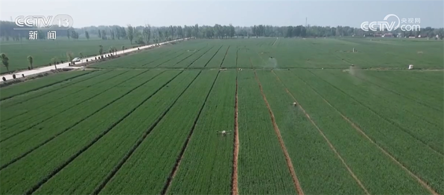 
上海肺科医院黄牛代挂号电话票贩子号贩子网上预约挂号,住院检查加快,全力保障夏粮丰收 河南各地及时做好小麦夏管工作