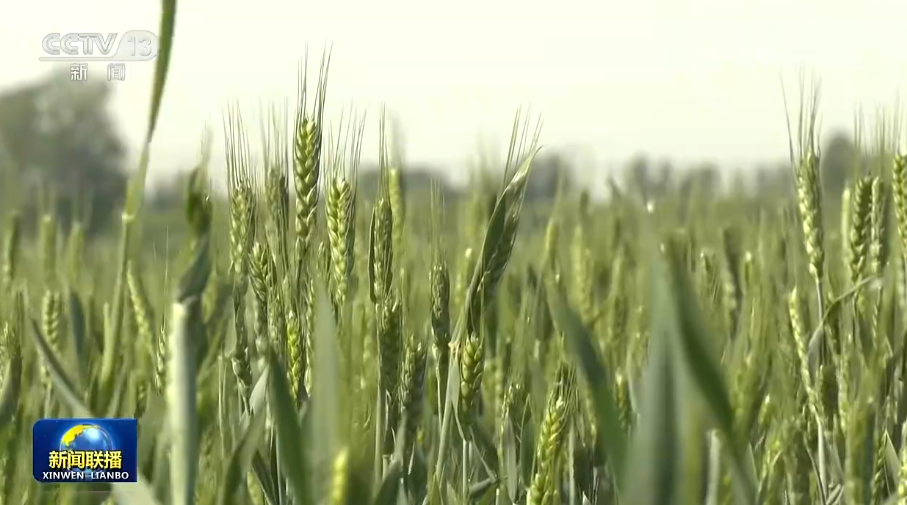 
首都医科大学附属北京胸科医院黄牛代挂号电话票贩子号贩子网上预约挂号,住院检查加快,2022年度秋粮收购总量达近三年最高水平