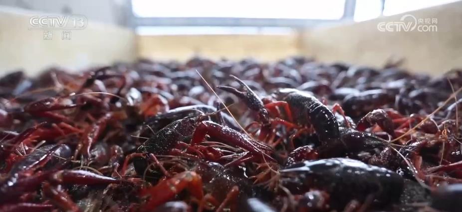 
广州儿童医院黄牛代挂号电话票贩子号贩子网上预约挂号,住院检查加快,140个优势特色产业集群 助力乡村产业融合发展