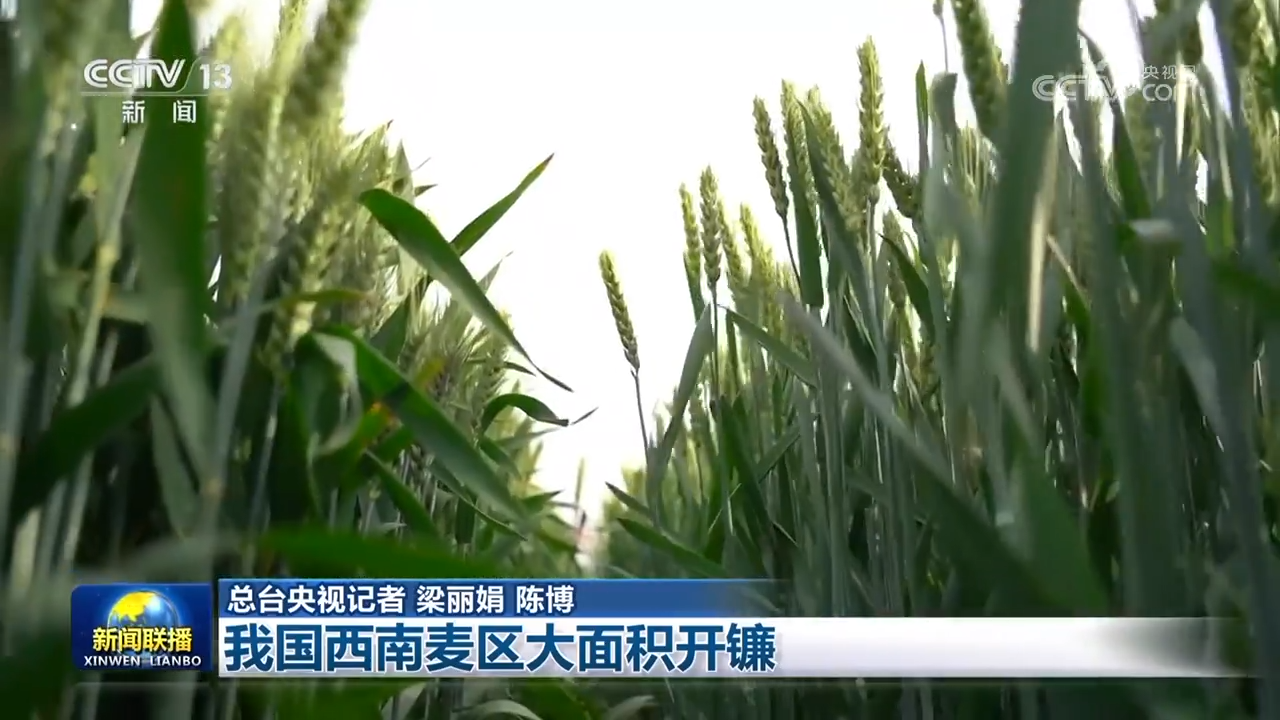 上海龙华医院黄牛代挂号电话票贩子号贩子网上预约挂号,住院检查加快,我国西南麦区大面积开镰