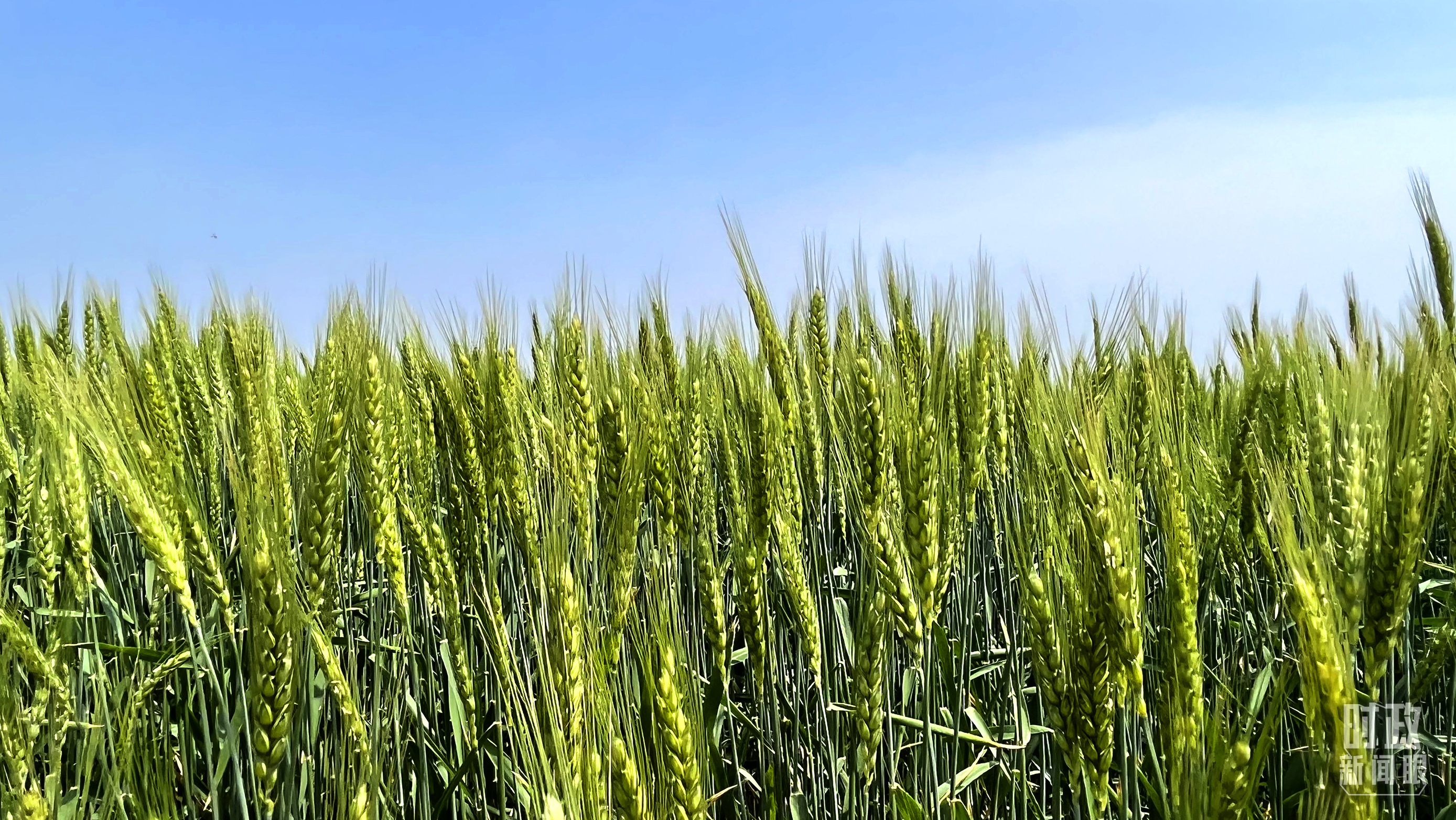 
北京301医院黄牛代挂号电话票贩子号贩子网上预约挂号,住院检查加快,时政新闻眼丨习近平考察河北沧州，关注这些“国之大者”