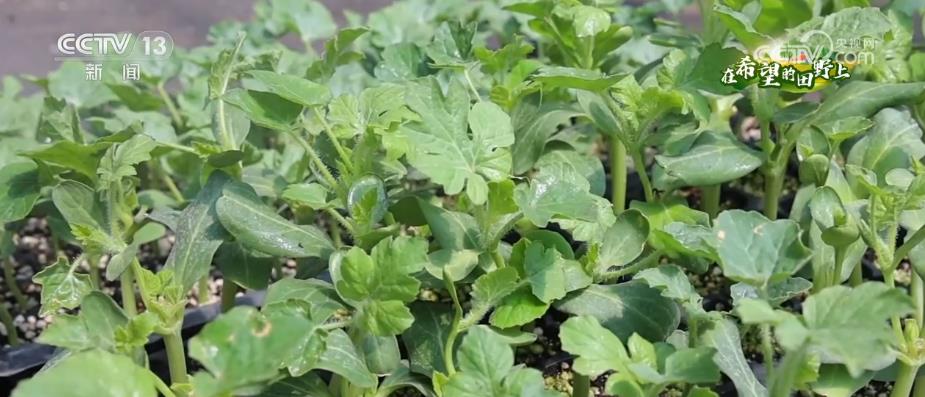 
北京肿瘤医院黄牛代挂号电话票贩子号贩子网上预约挂号,住院检查加快,果蔬育苗“工厂化” 产销两旺助增收