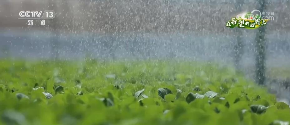 
北京肿瘤医院黄牛代挂号电话票贩子号贩子网上预约挂号,住院检查加快,果蔬育苗“工厂化” 产销两旺助增收