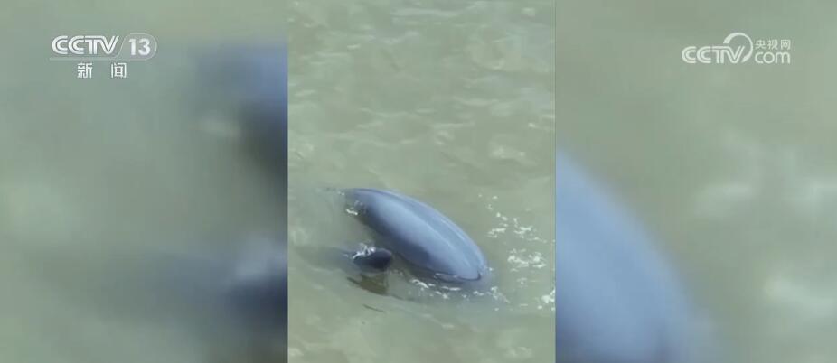 
北京妇产医院黄牛代挂号电话票贩子号贩子网上预约挂号,住院检查加快,长江生态持续向好 “水中大熊猫”江豚携崽现身保护区