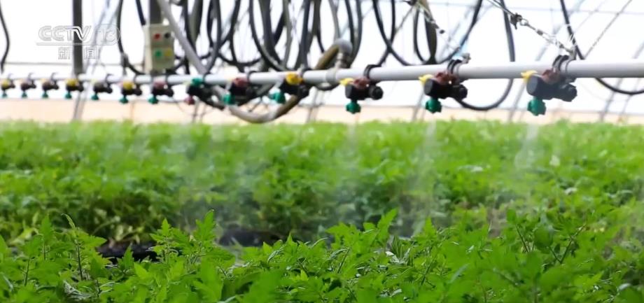 
上海各大医院黄牛代挂号电话票贩子号贩子网上预约挂号,住院检查加快,“设施农业+物联网+智能化” 戈壁滩变身现代蔬菜产业基地