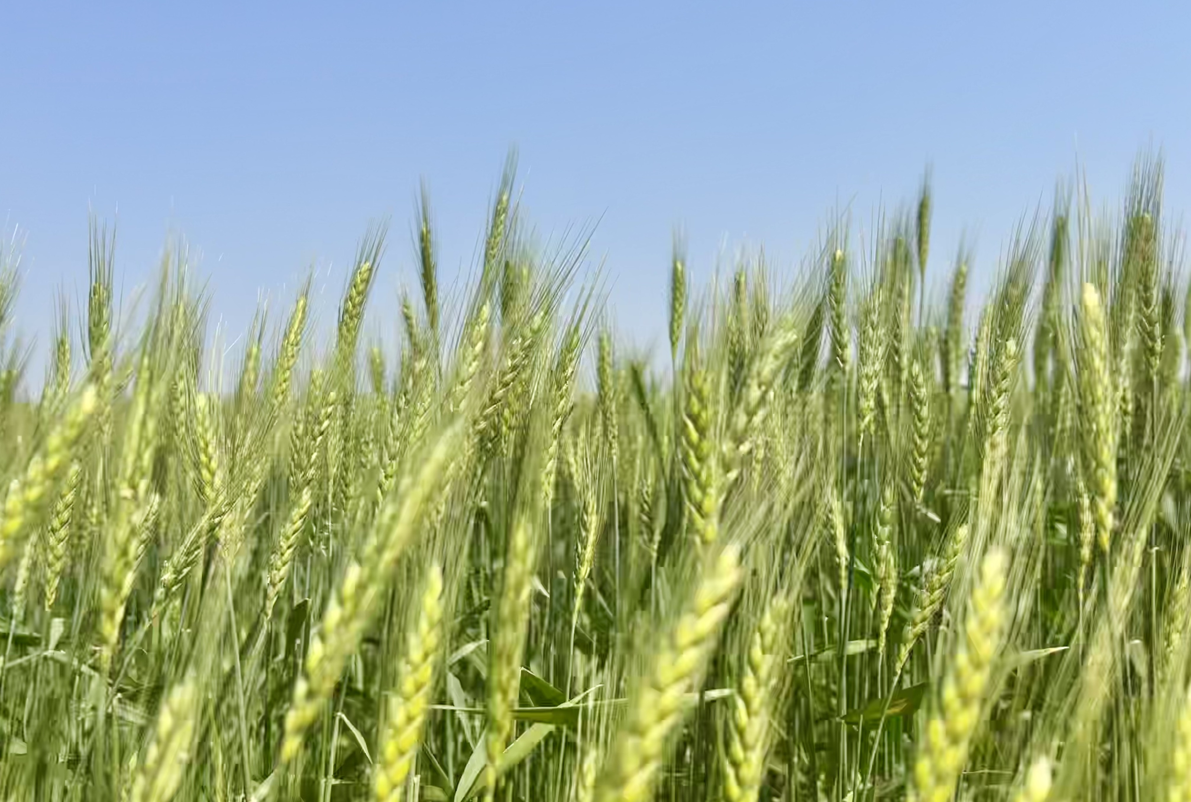 
杭州中医院黄牛代挂号电话票贩子号贩子网上预约挂号,住院检查加快,总书记刚刚来过这里| 种好旱碱麦，把粮食安全保障好