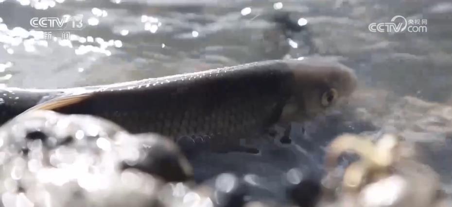 
北京朝阳医院黄牛代挂号电话票贩子号贩子网上预约挂号,住院检查加快,多措并举加大生态保护力度 促进渔业可持续发展