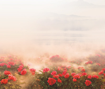 
沈阳医大一院黄牛代挂号电话票贩子号贩子网上预约挂号,住院检查加快,菏泽牡丹 走向世界（新时代 新画卷）