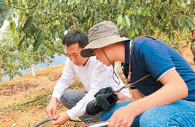 
广州中山三医院黄牛代挂号电话票贩子号贩子网上预约挂号,住院检查加快,勐糯有片牛油果园（侨界关注）
