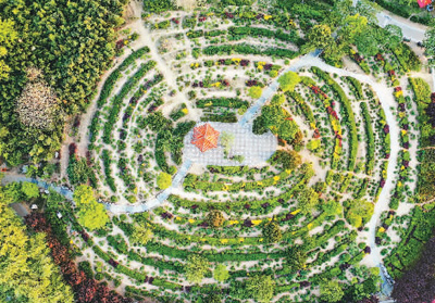 
沈阳医大一院黄牛代挂号电话票贩子号贩子网上预约挂号,住院检查加快,菏泽牡丹 走向世界（新时代 新画卷）