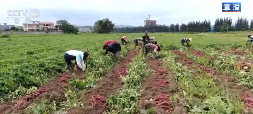 
杭州市妇幼保健院黄牛代挂号电话票贩子号贩子网上预约挂号,住院检查加快,万亩红薯迎来大丰收 “甜蜜产业”助村民增收致富