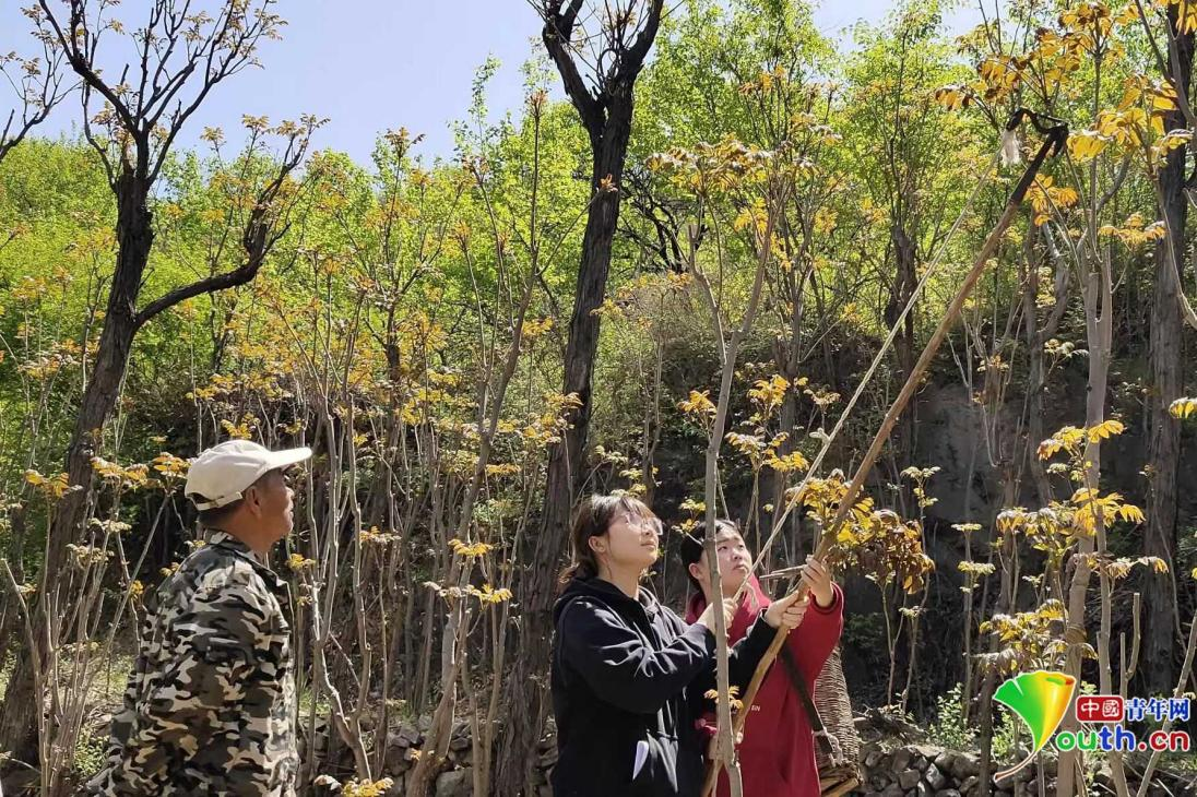 
杭州市第一人民医院黄牛代挂号电话票贩子号贩子网上预约挂号,住院检查加快,青年有为|探访乡亲们口中的“香椿公主”
