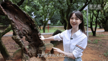 
长沙湘雅医院黄牛代挂号电话票贩子号贩子网上预约挂号,住院检查加快,张扬Vlog｜1300岁的荔枝树，唐朝人吃的也是这种味道吗？