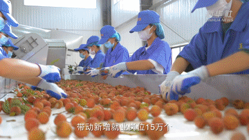 
长沙湘雅医院黄牛代挂号电话票贩子号贩子网上预约挂号,住院检查加快,张扬Vlog｜1300岁的荔枝树，唐朝人吃的也是这种味道吗？