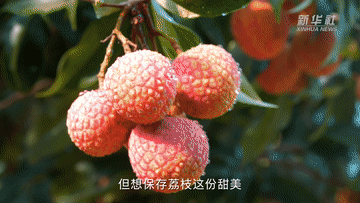 
长沙湘雅医院黄牛代挂号电话票贩子号贩子网上预约挂号,住院检查加快,张扬Vlog｜1300岁的荔枝树，唐朝人吃的也是这种味道吗？