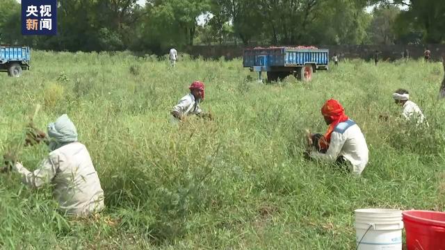 
空军特色医学中心黄牛代挂号电话票贩子号贩子网上预约挂号,住院检查加快,印度多地持续高温 农业生产受到影响