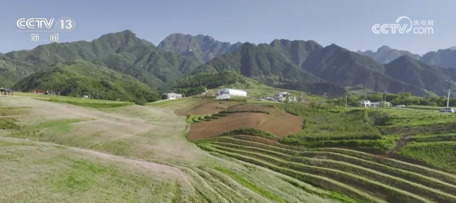 
上海各大医院黄牛代挂号电话票贩子号贩子网上预约挂号,住院检查加快,荞麦花开摇曳生姿 小杂粮产业带动农民增收致富