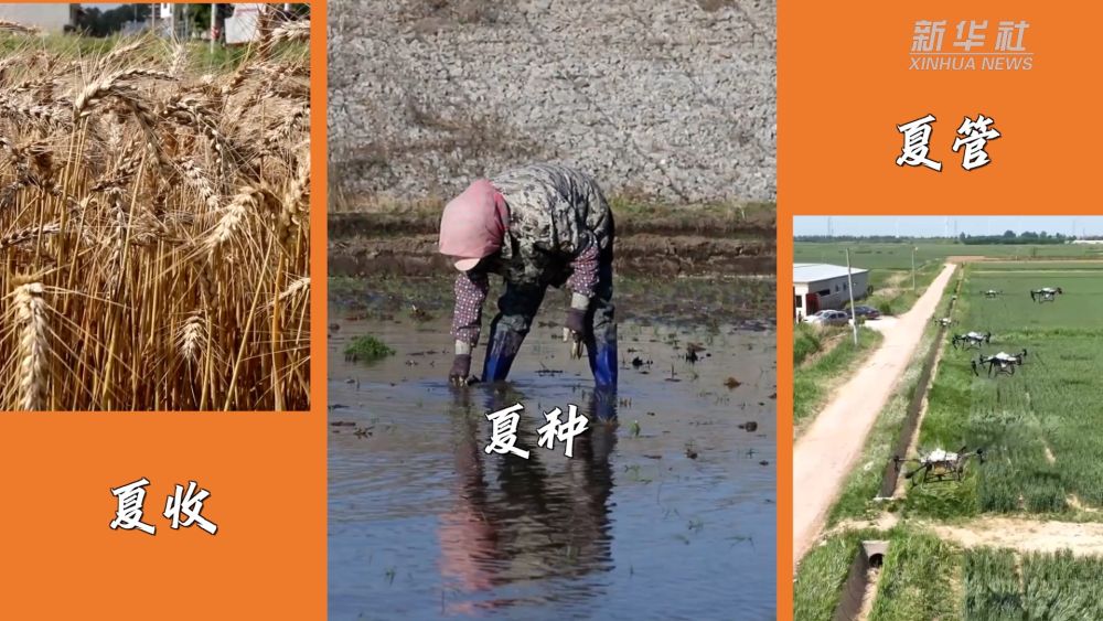 
广州市第一人民医院黄牛代挂号电话票贩子号贩子网上预约挂号,住院检查加快,不误时不负夏 各地“三夏”一线见闻